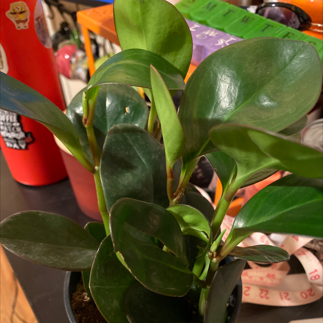 Close-up of a healthy baby rubber plant with glossy dark green oval leaves, characteristic of the Peperomia obtusifolia species.