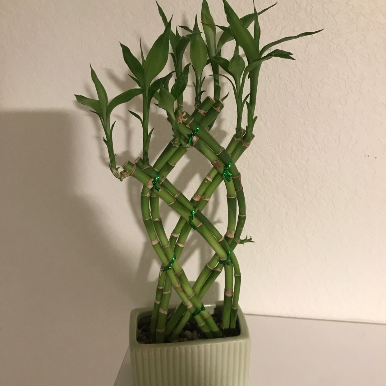 Photo of the plant species Peperomia 'Bamboo Stalks' by Eryka named Leonardo on Greg, the plant care app