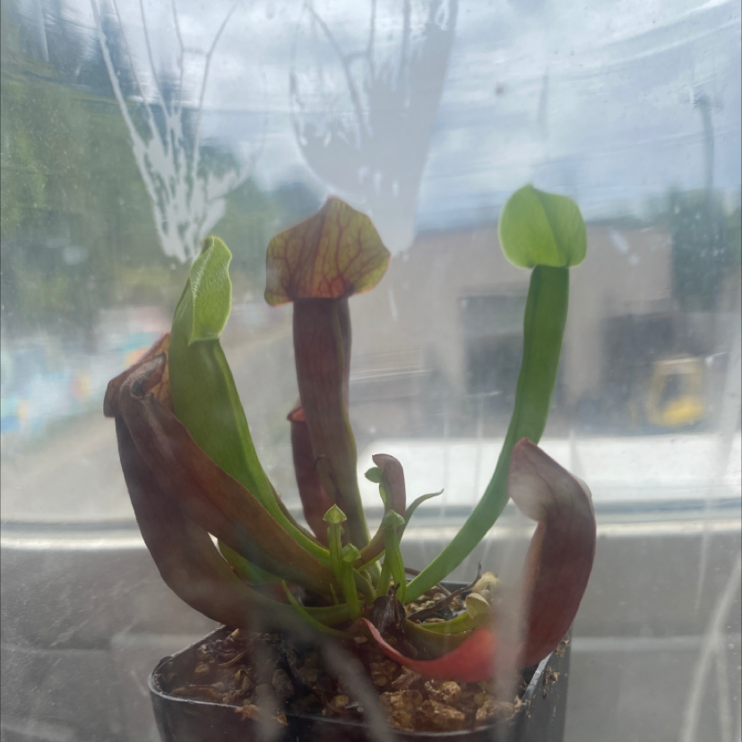 Photo of the plant species Purple Pitcher Plant by @sarahjoj named Lord of the Flies 🪰 on Greg, the plant care app