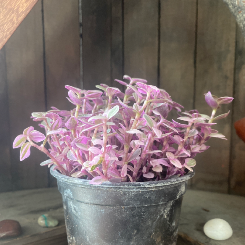 Photo of the plant species Callisia Pink Panther by @sarahjoj named Pinky 💖 on Greg, the plant care app