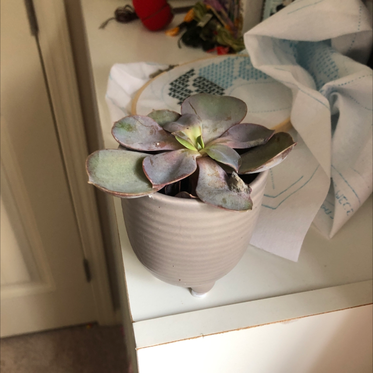 Echeveria Gibbiflora plant photo by @Bubble-pop-beri named Bo on Greg, the plant care app.