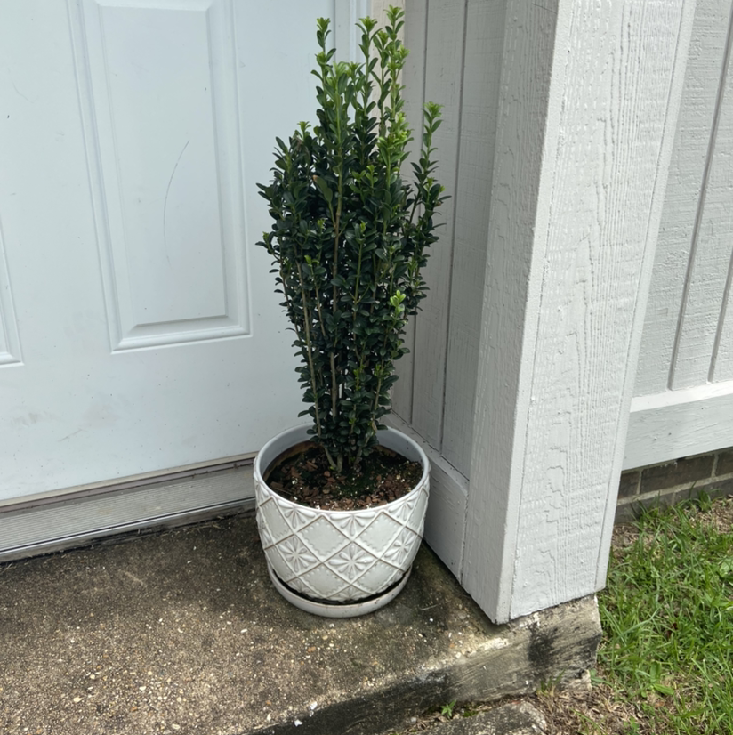 Potted Box-Leaved Holly plant placed near a door, appears healthy.