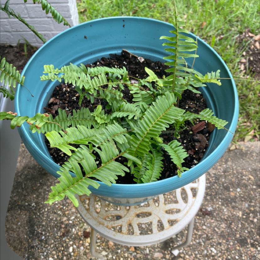 Kimberly Queen Fern in a blue pot with visible soil, appearing healthy.
