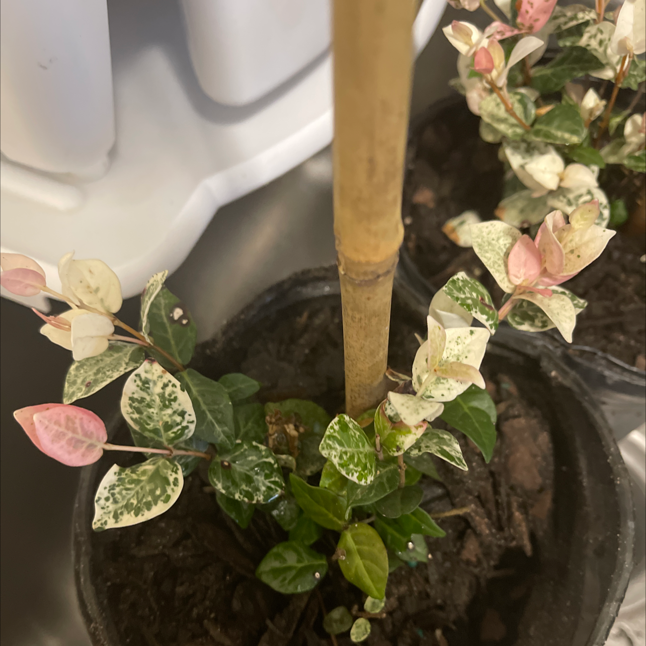 Potted Asian Jasmine plant with variegated leaves, some pink and white.