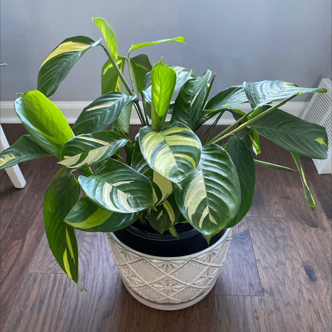 Photo of the plant species Golden Mosaic Plant by @jackymiller named Elle on Greg, the plant care app