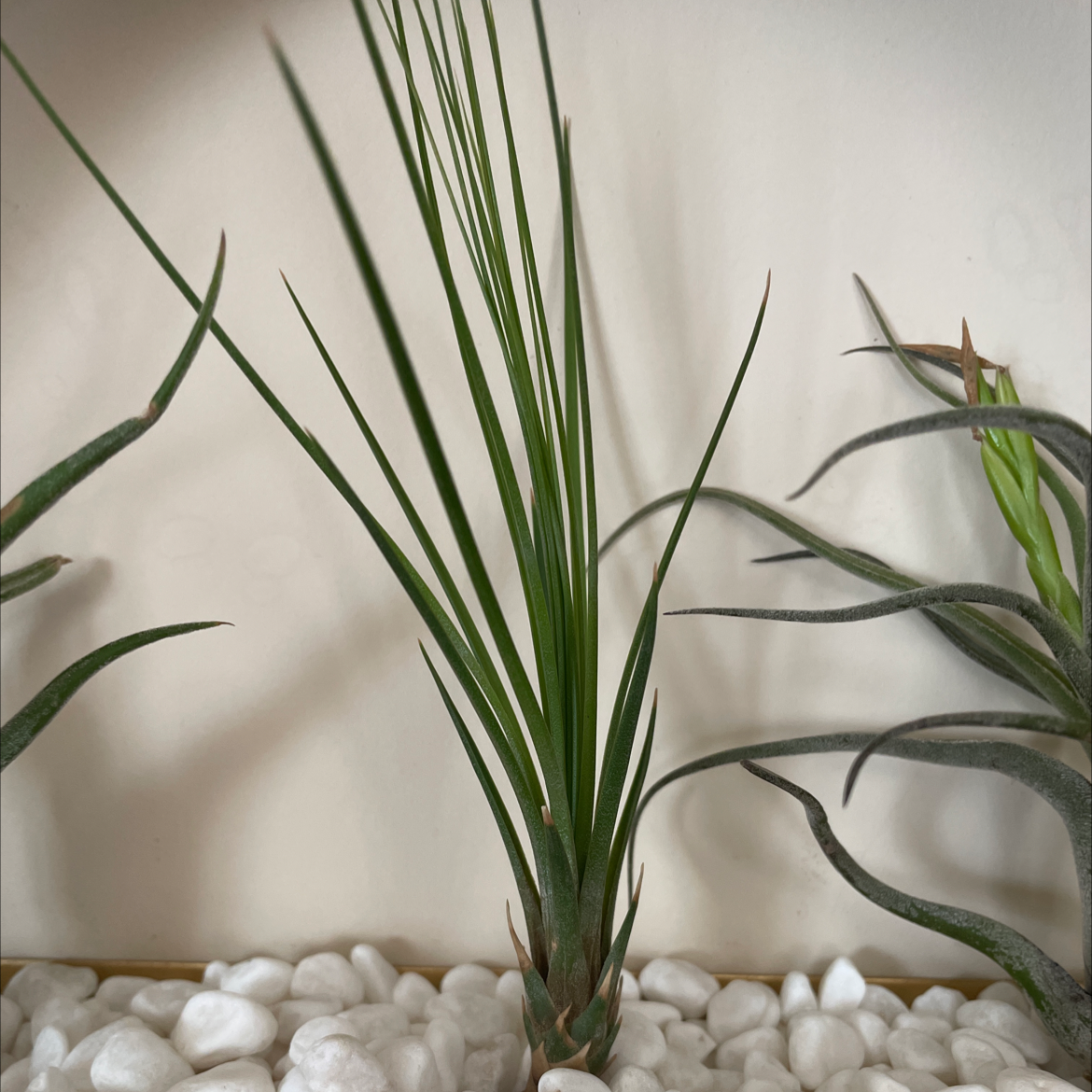 Tillandsia harrisii plant with long green leaves among white pebbles, other plants in background.