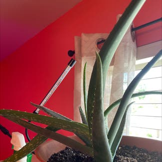 Aloe Vera plant in Gainesville, Georgia