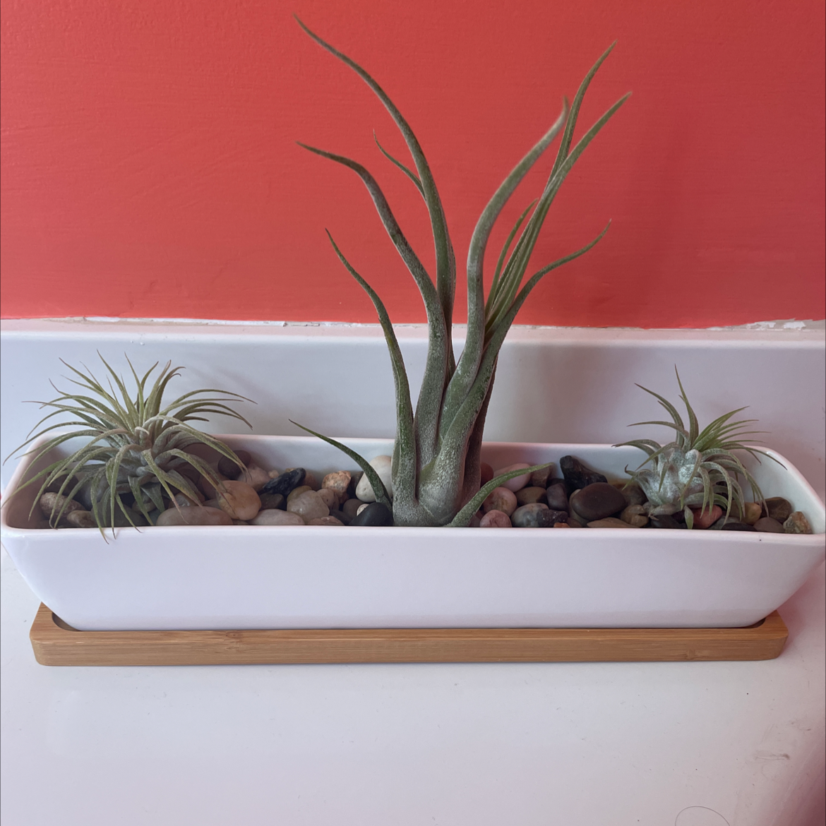Photo of the plant species Tillandsia Erubescens by @theplanty1 named Frodo, Gandalf, Sam on Greg, the plant care app
