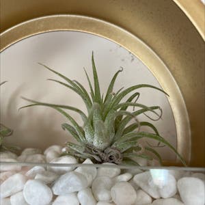 Blushing Bride Air Plant plant photo by Theplanty1 named Aria on Greg, the plant care app.