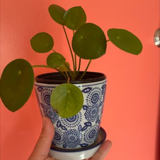 Chinese Money Plant plant in Gainesville, Georgia