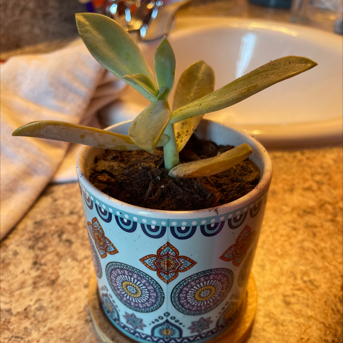 Graptoveria 'Fred Ives' plant in a decorative pot with some leaf discoloration.