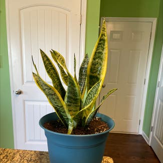 Snake Plant plant in Gainesville, Georgia