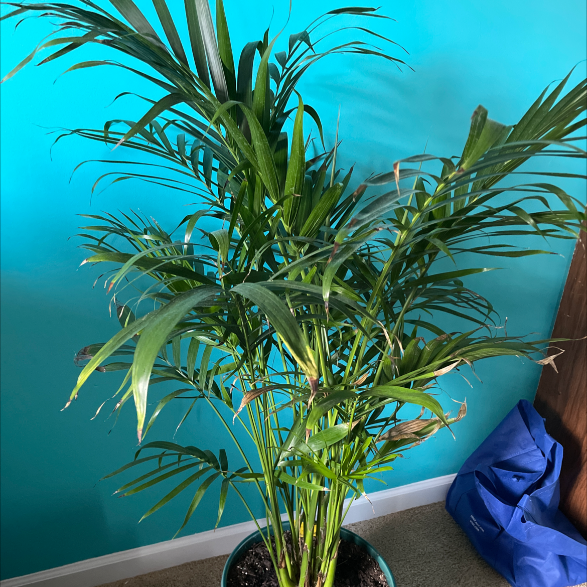 Photo of the plant species Cat Palm by @theplanty1 named Kitty on Greg, the plant care app