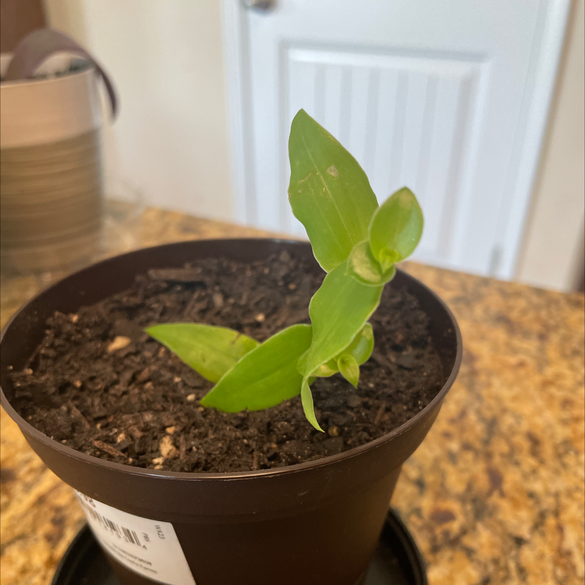 Potted Asiatic Dayflower plant with green leaves and visible soil.