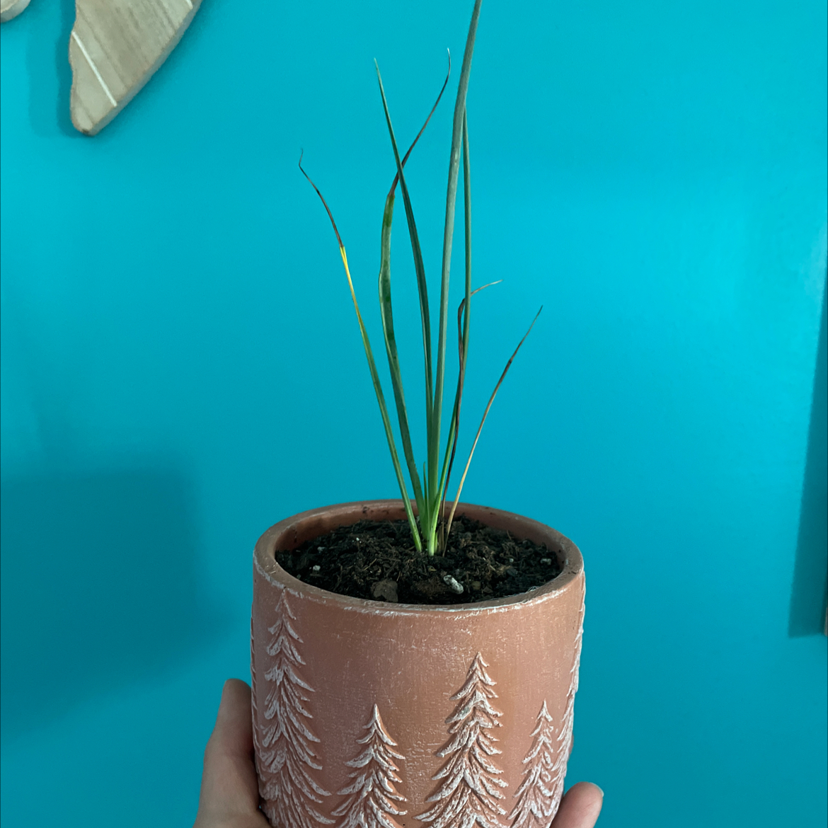 Photo of the plant species Engelmann's false yucca by @theplanty1 named Hesper on Greg, the plant care app