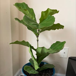 Fiddle Leaf Fig plant in Gainesville, Georgia
