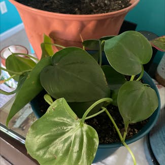 Heartleaf Philodendron plant in Gainesville, Georgia