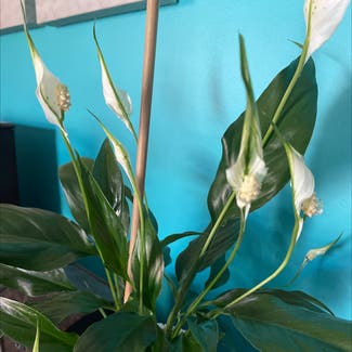 Peace Lily plant in Gainesville, Georgia