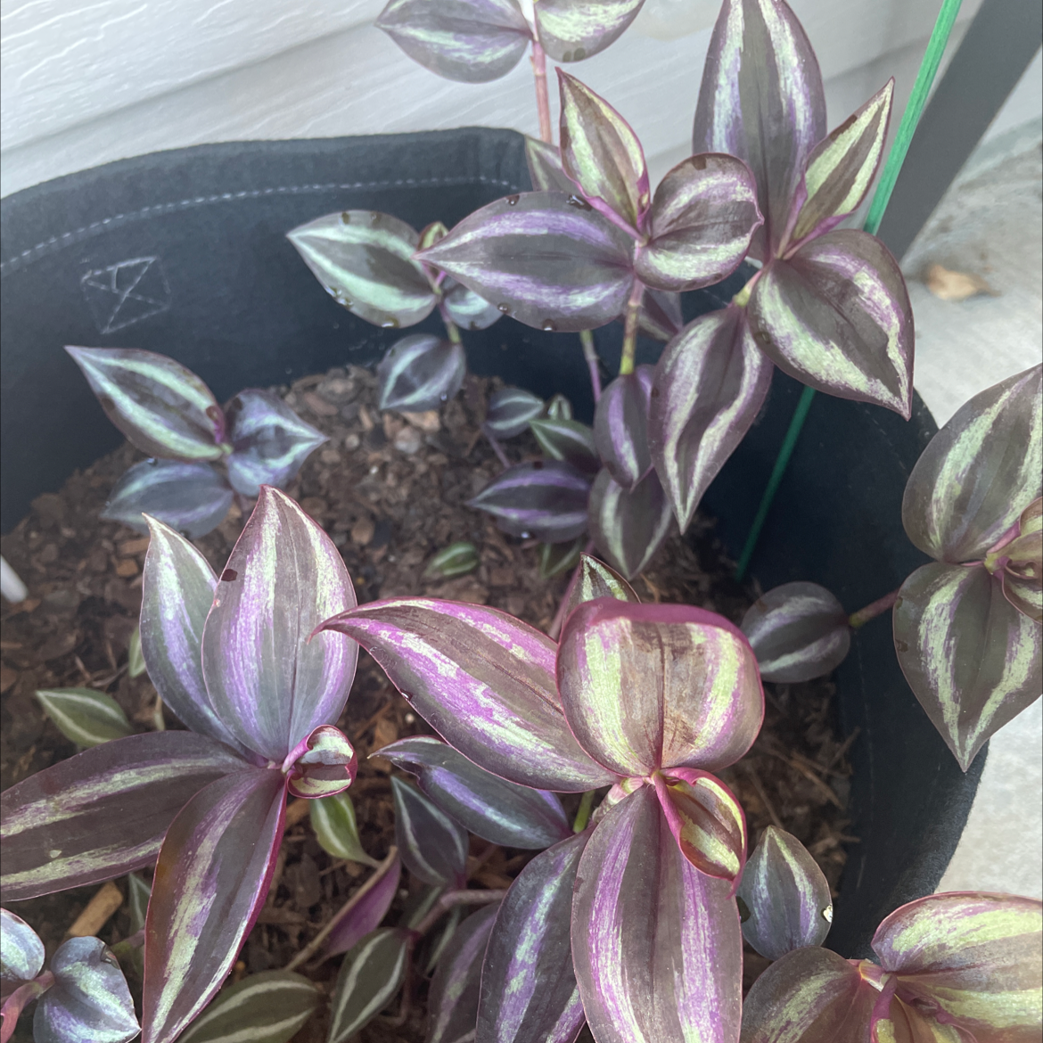 Spiderwort plant photo by @theplanty1 named Emerson on Greg, the plant care app.
