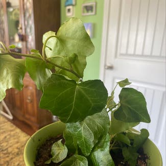 English Ivy plant in Gainesville, Georgia