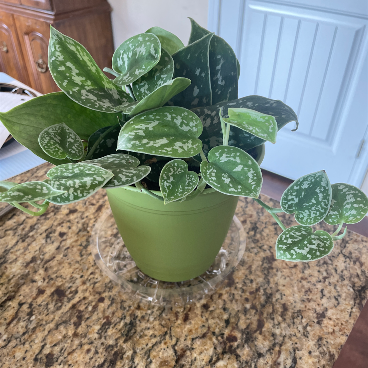Photo of the plant species Silver Satin Pothos by @theplanty1 named Grace on Greg, the plant care app