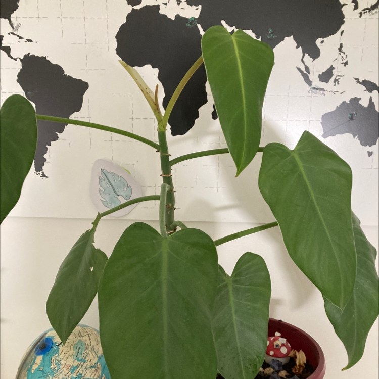 Monstera plant photo by @papaya named Lorelei on Greg, the plant care app.