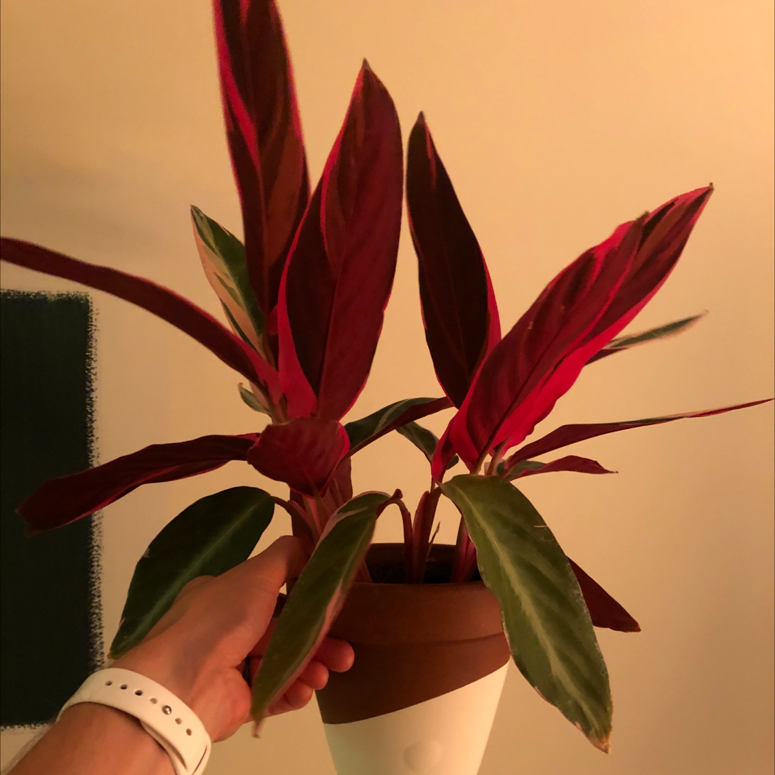 Triostar Stromanthe plant photo by @jazon named Dolores on Greg, the plant care app.