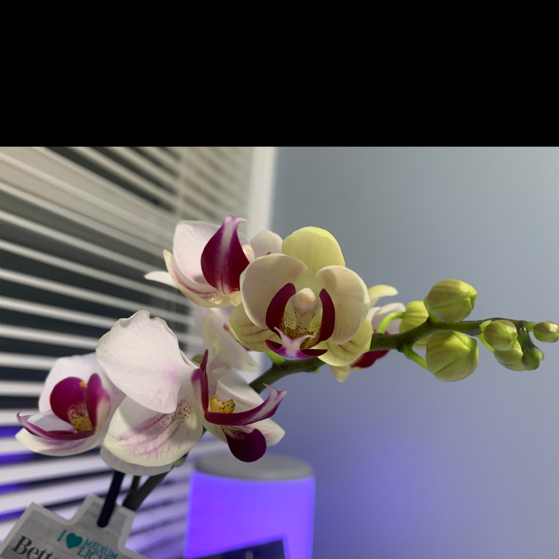 Phalaenopsis Orchid plant photo by @Kiki.Pandita named Jenny on Greg, the plant care app.