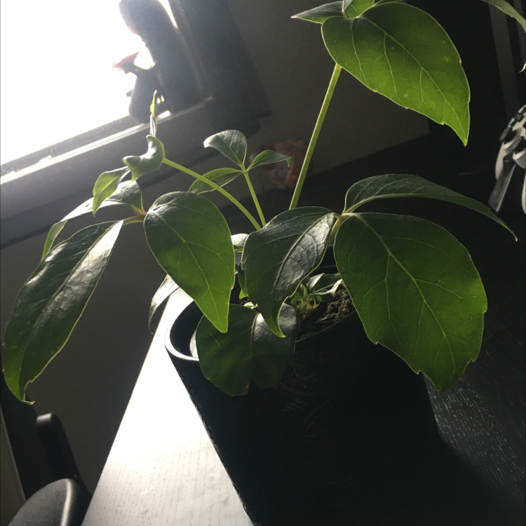 Photo of the plant species Umbrella Tree by @Ace_775112 named Totoro on Greg, the plant care app