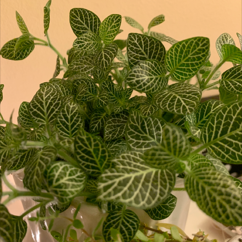 Nerve Plant plant photo by @Lochness named Aliene on Greg, the plant care app.