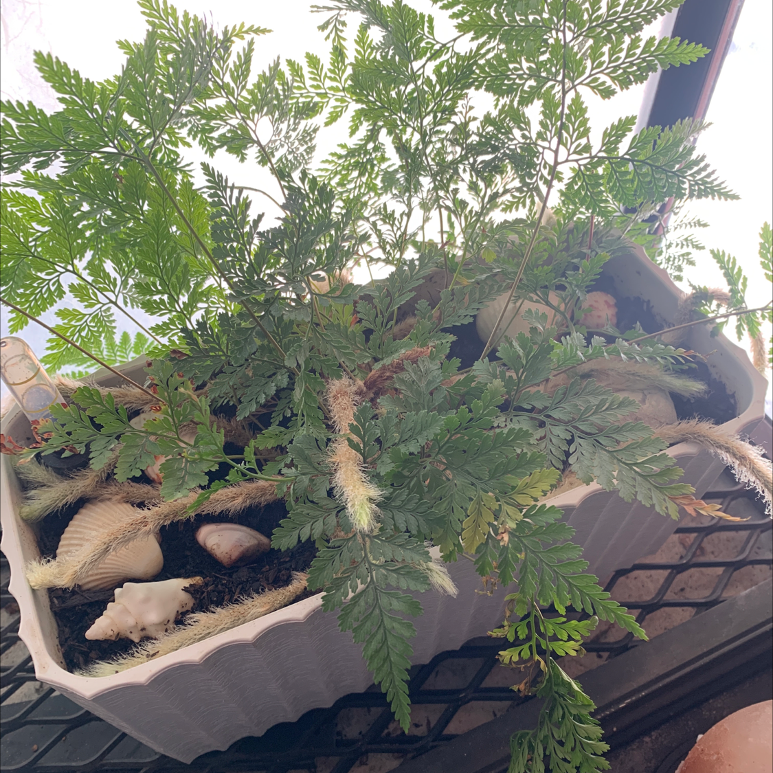 Leatherleaf Fern in a rectangular pot with vibrant green leaves.