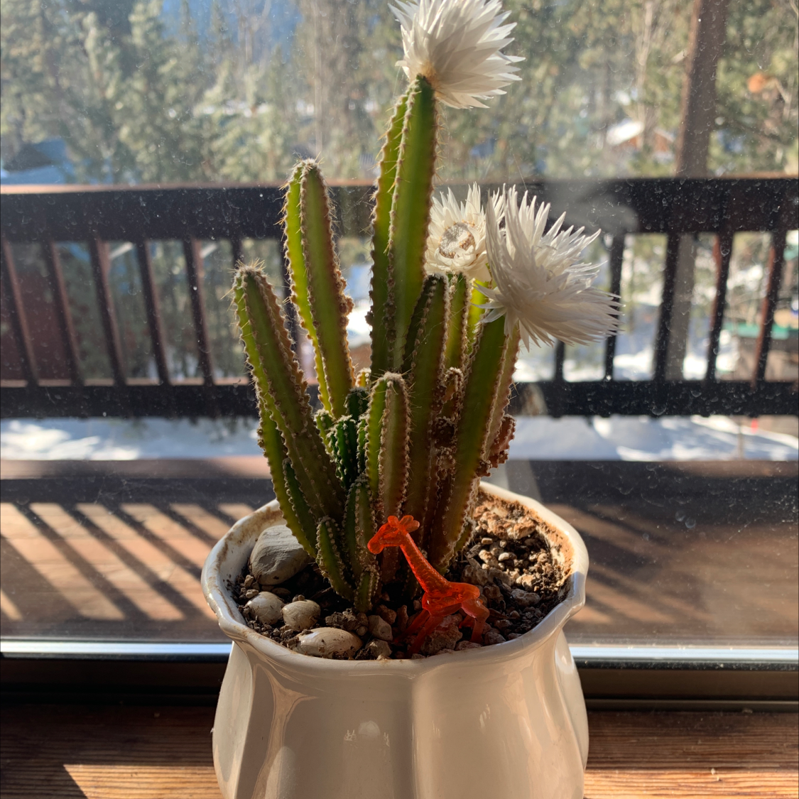 Fairy Castle Cactus in a white pot on a windowsill, with white flowers.