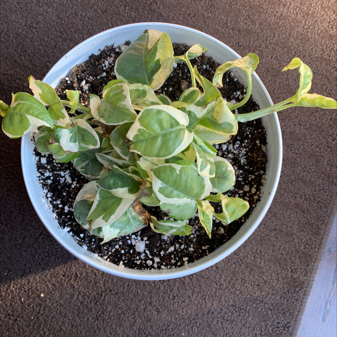 Pearls and Jade Pothos plant in a white pot with variegated leaves showing slight yellowing at the edges.