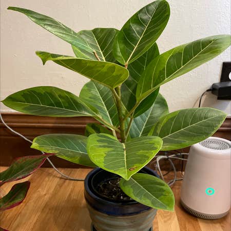 Photo of the plant species Ficus Aurea by Diana named Brontasaurus on Greg, the plant care app