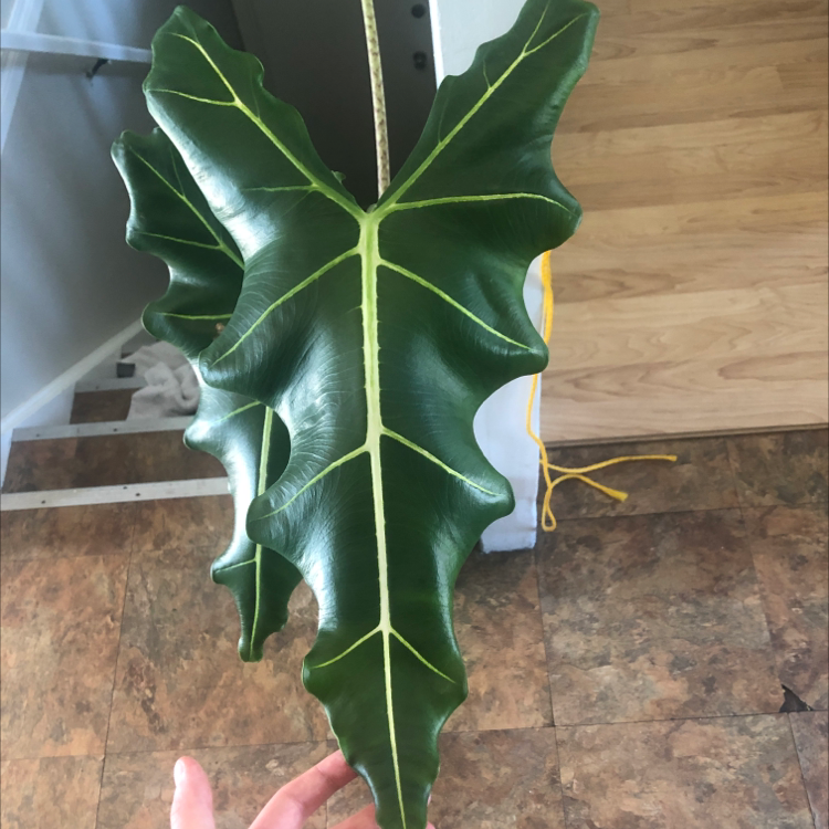 Healthy Alocasia 'Sarian' leaf with prominent veins, held by a hand.