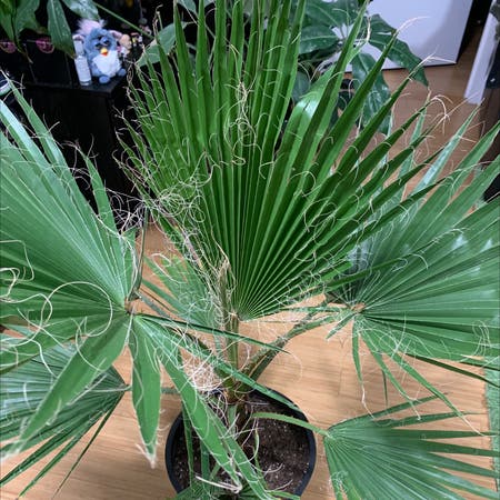Photo of the plant species California fan palm by Christopher named Washington chan on Greg, the plant care app
