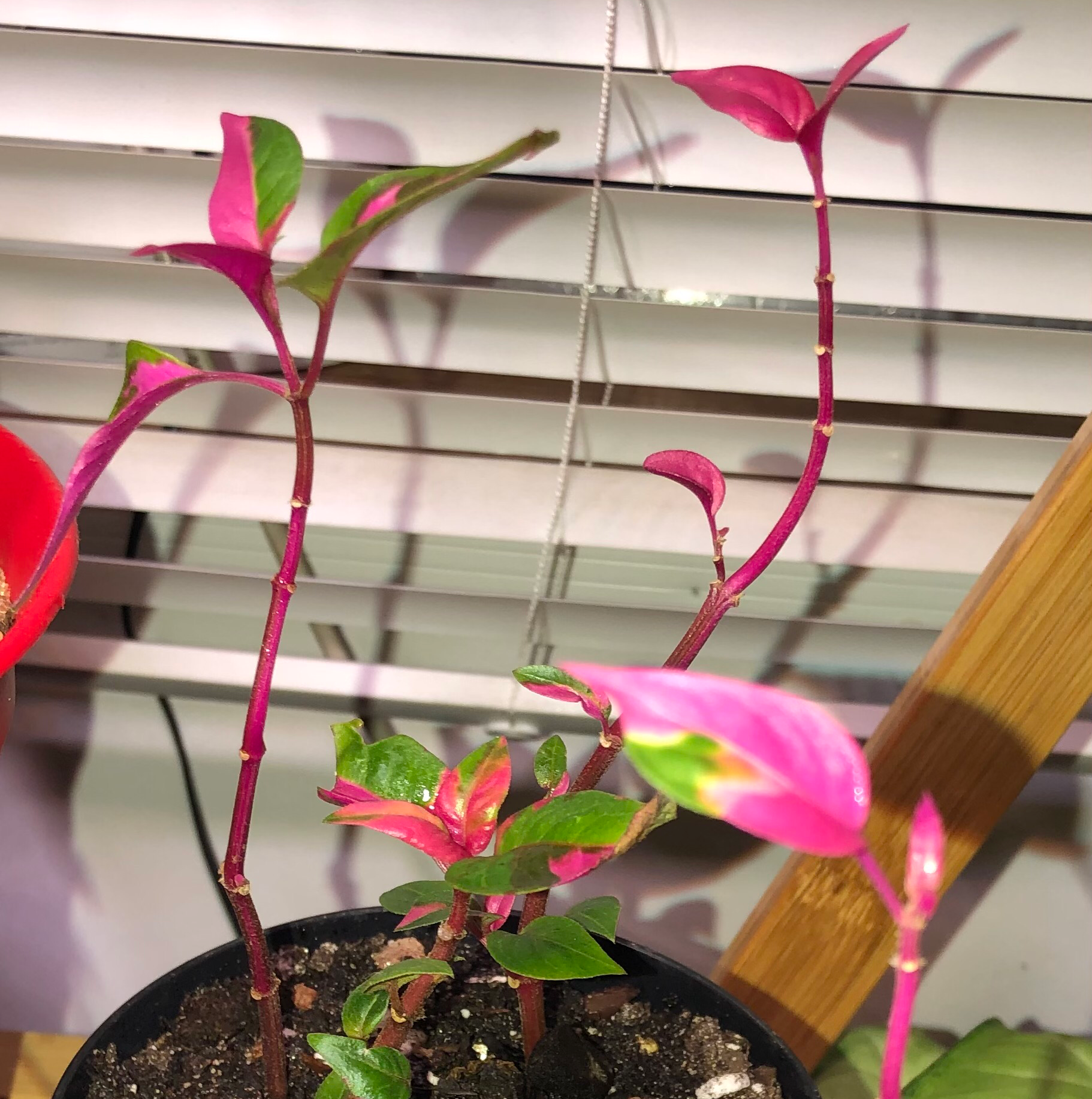 Potted Hairy Joyweed plant with vibrant pink and green leaves, healthy appearance.