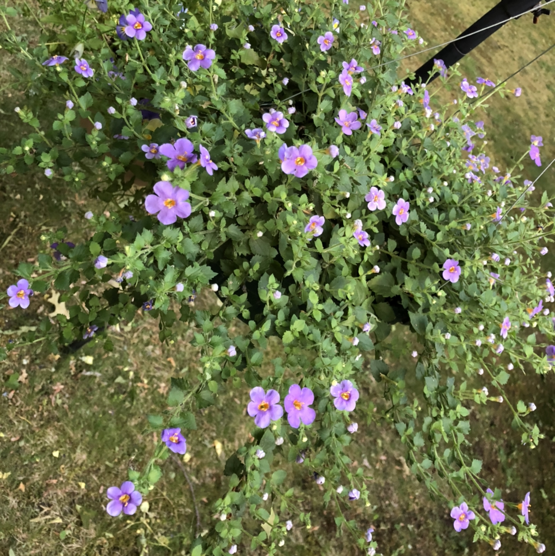 bacopa plant photo by @Amberblueeyes named Eva on Greg, the plant care app.