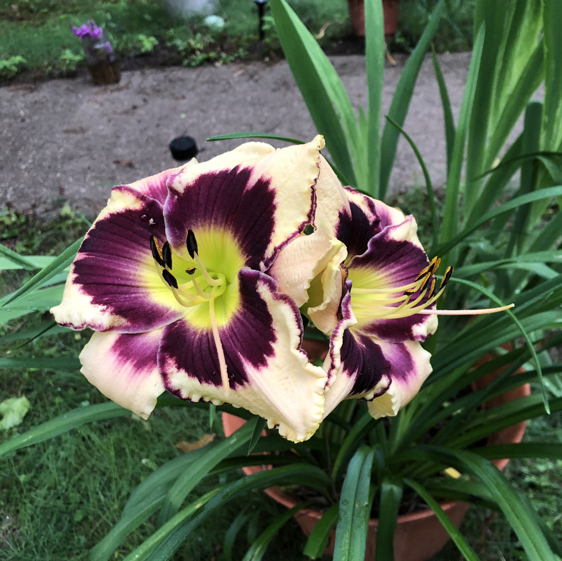 Ditch Lily plant photo by @Amberblueeyes named Athena on Greg, the plant care app.
