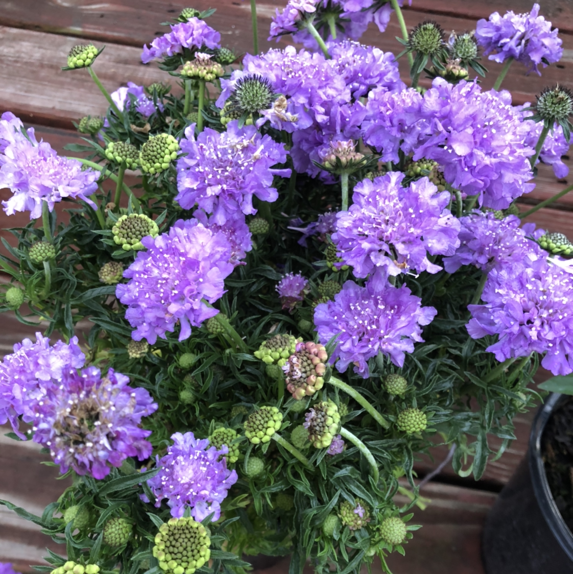 Photo of the plant species Devilsbit by @Amberblueeyes named Figyonce on Greg, the plant care app
