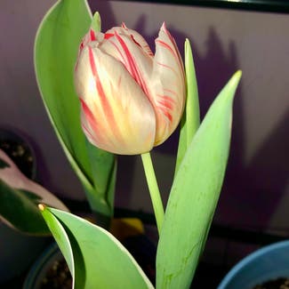 Garden Tulip plant in Grand Haven, Michigan