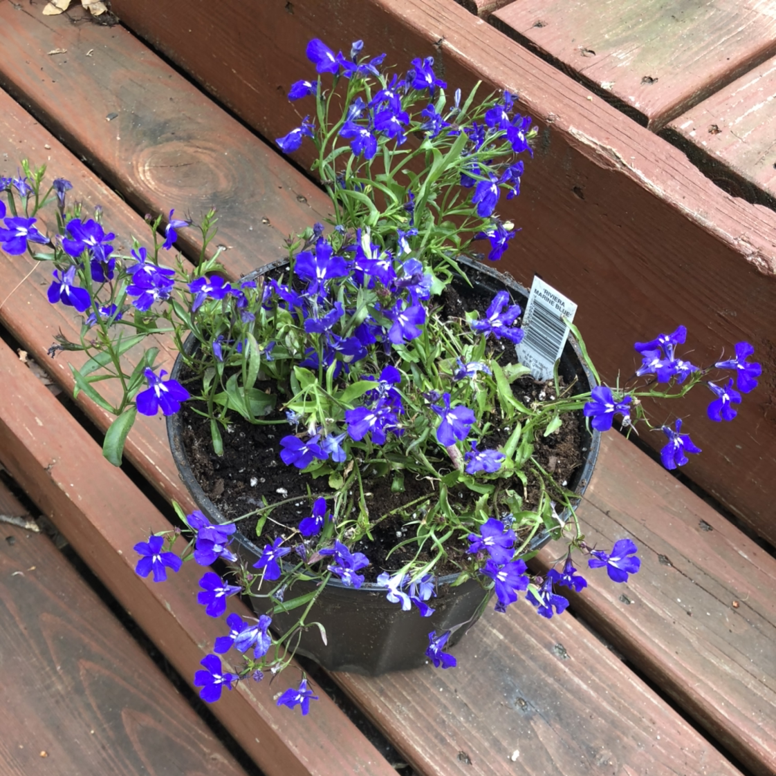 Potted Edging Lobelia with vibrant blue flowers on a wooden deck.