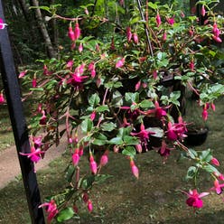 Hummingbird fuchsia plant