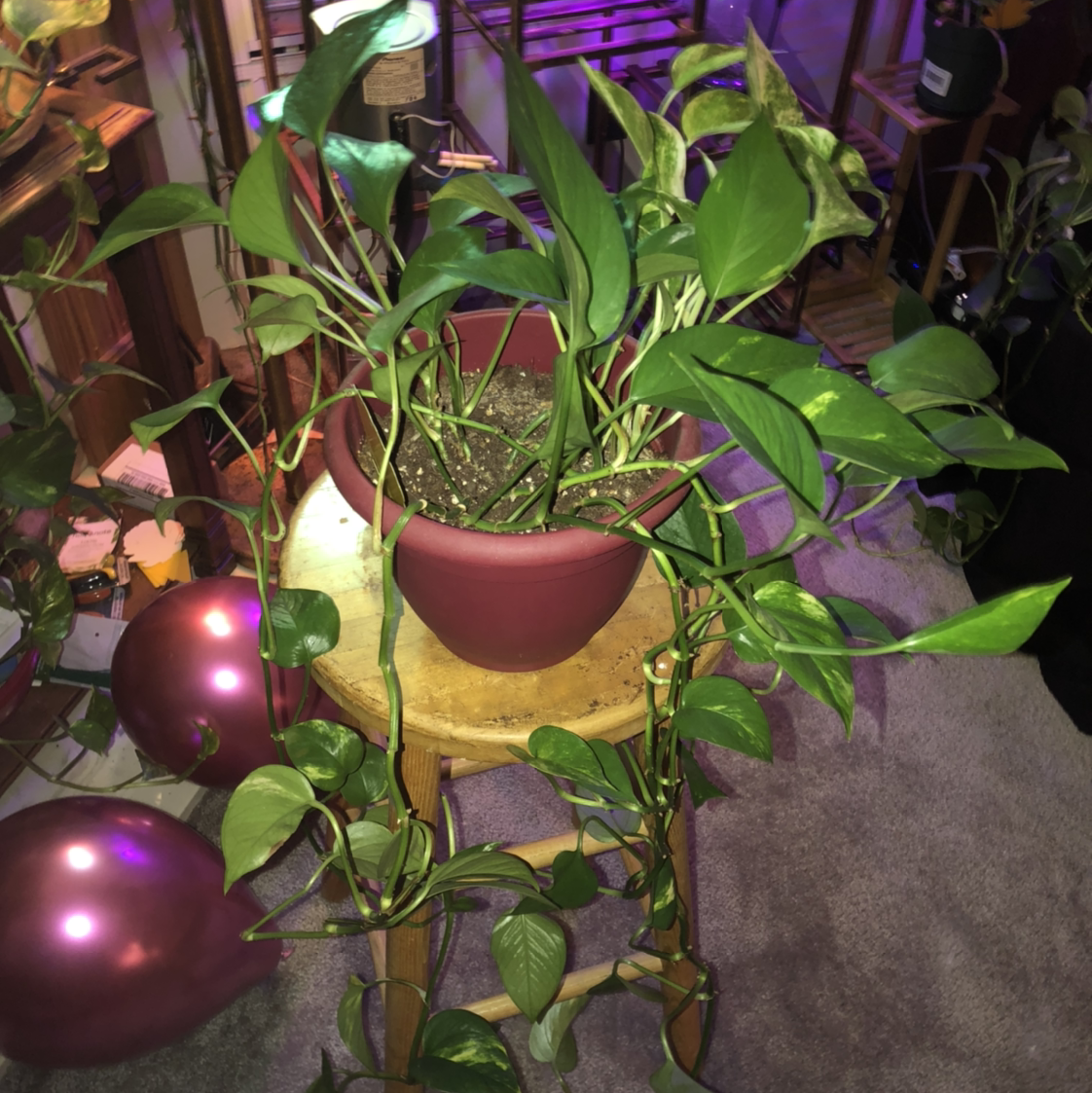 Taro Vine plant photo by @Amberblueeyes named Rosa on Greg, the plant care app.