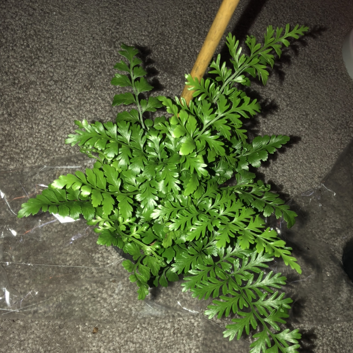 Photo of the plant species Black Spleenwort by @Amberblueeyes named Kylie on Greg, the plant care app