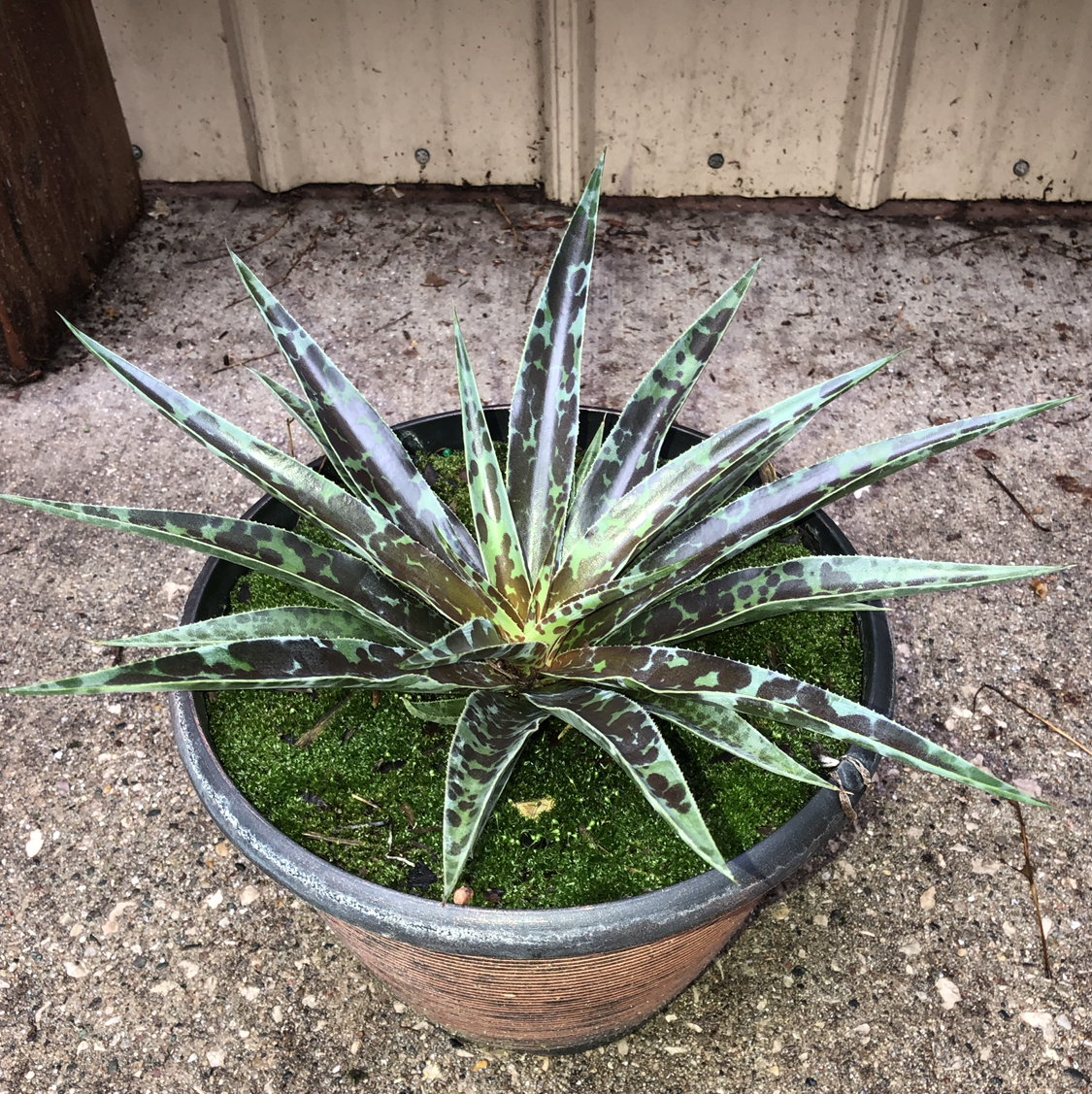 Potted false Aloe plant with green leaves and dark spots, covered with moss.
