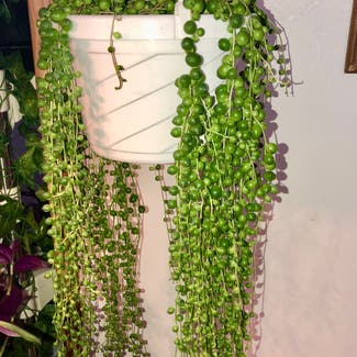 String of Pearls plant in Grand Haven, Michigan