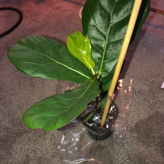 Fiddle Leaf Fig plant in Grand Haven, Michigan