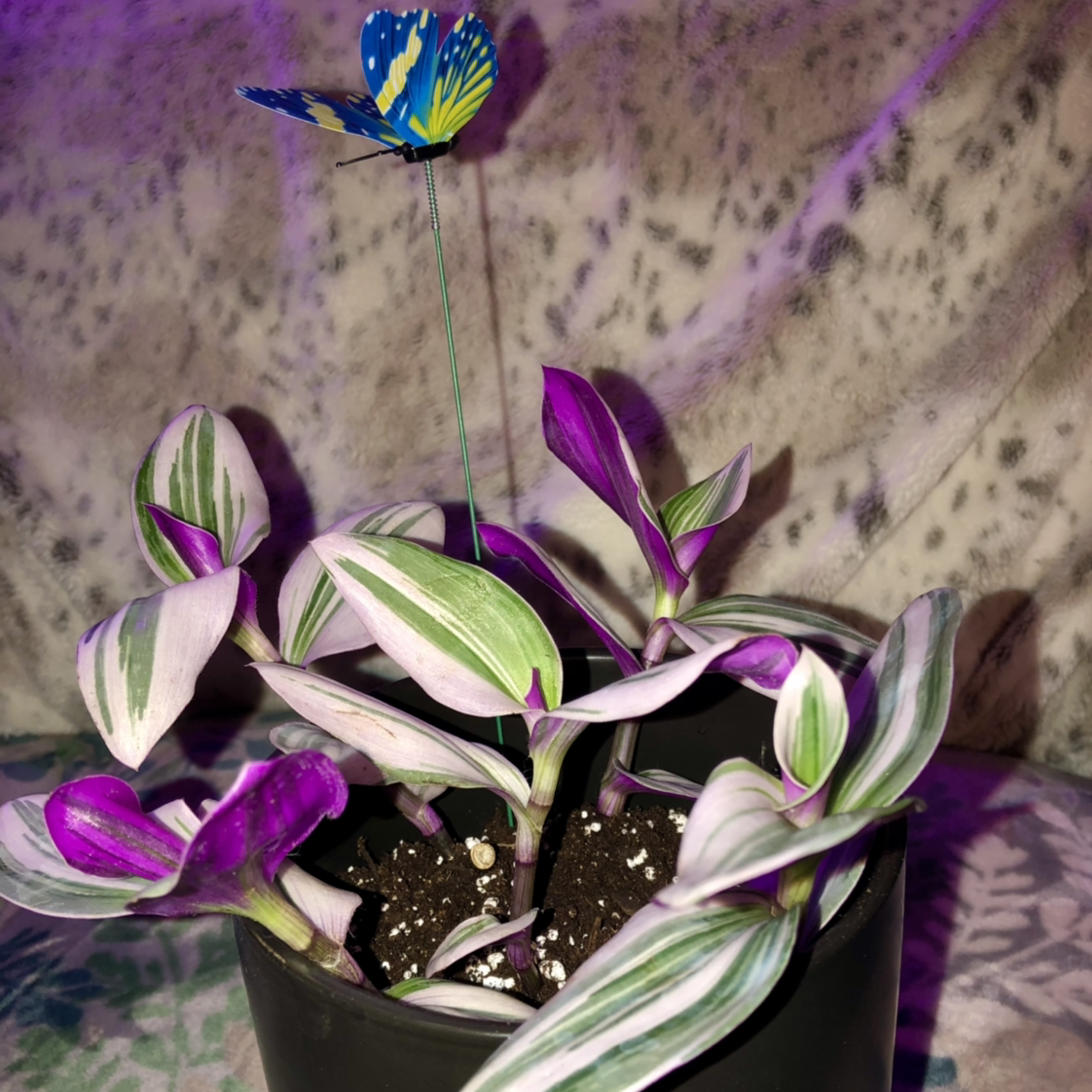 Tradescantia Nanouk plant photo by @Amberblueeyes named PinkBeauty on Greg, the plant care app.