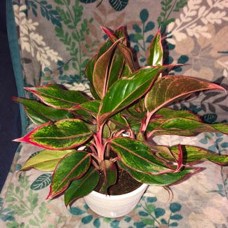Chinese Evergreen plant in Grand Haven, Michigan
